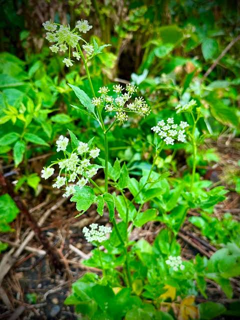 Skirret Vegetable Seeds – Sium sisarum Garden Plant