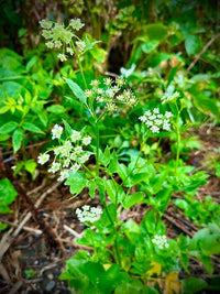 Skirret Vegetable Seeds – Sium sisarum Garden Plant
