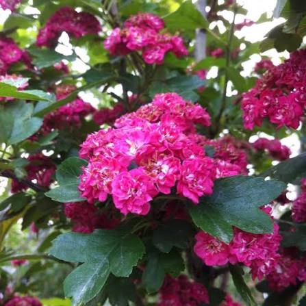 English Hawthorn Crataegus laevigata tree with white spring flowers, green lobed leaves, and red fruits in an ornamental garden