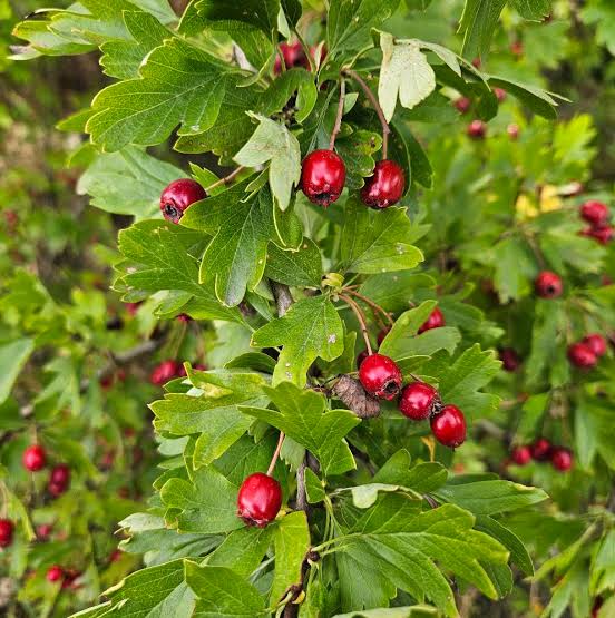Wild Form Hawthorn Crataegus monogyna flowering tree with clusters of white blossoms, deeply lobed green leaves, and red autumn haws