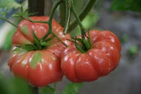 Giant Belgium Tomato – Heirloom Vegetable Garden Seeds