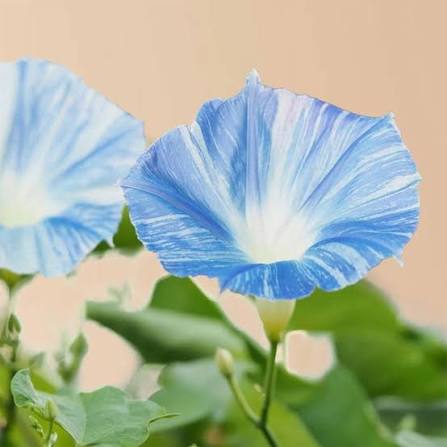 Ipomoea tricolor climbing flowering vine displayed on a garden trellis