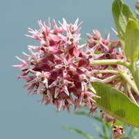 Showy Milkweed – Pollinator Friendly Wildflower Garden Seeds