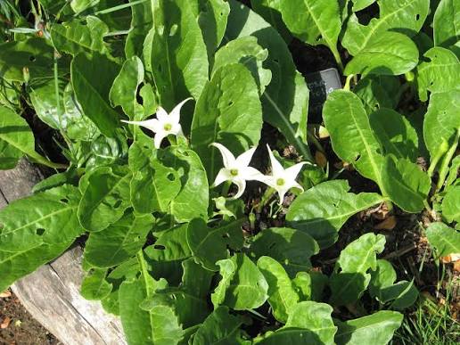 Jaborosa sativa Flowering Plant Seeds for Botanical Collections