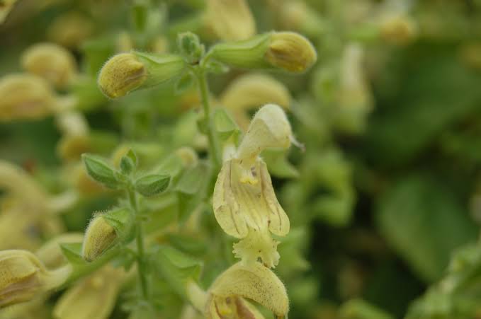 Salvia glutinosa seeds for woodland-inspired and partially shaded gardens