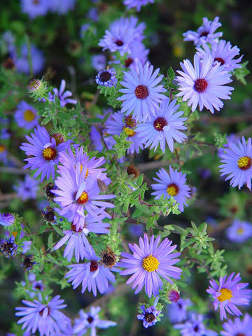 Aromatic Aster Aster oblongifolius seeds for perennial flower gardens