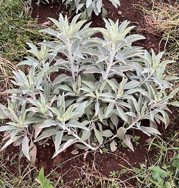 Salvia apiana White Sage shrub featuring distinctive silvery-white leaves.