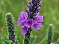 Hoary Vervain Verbena – Hardy Wildflower Garden Seeds