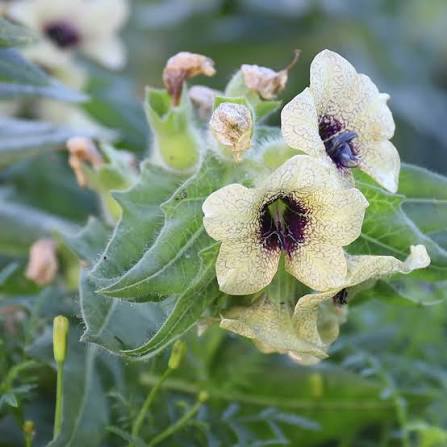 Black Henbane Hyoscyamus niger plant with pale yellow flowers, dark purple veins, and broad gray-green foliage