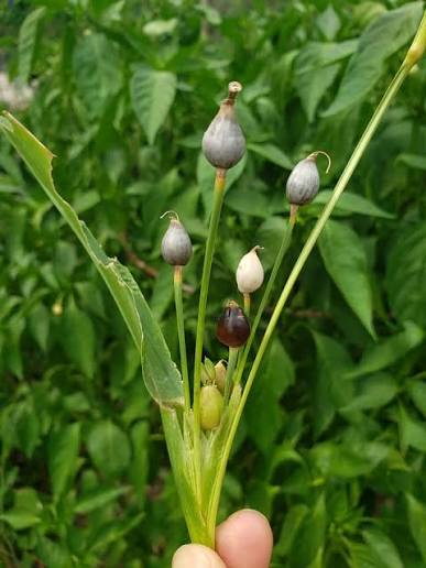 Coix lacryma-jobi Planting Seeds – Job’s Tears Ornamental Garden Plant