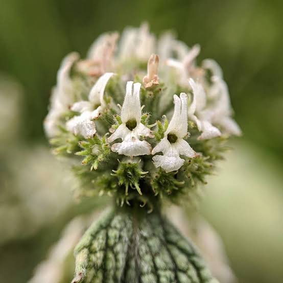 White Horehound Marrubium vulgare perennial herb plant with woolly gray-green leaves, square stems, and clusters of small white flowers