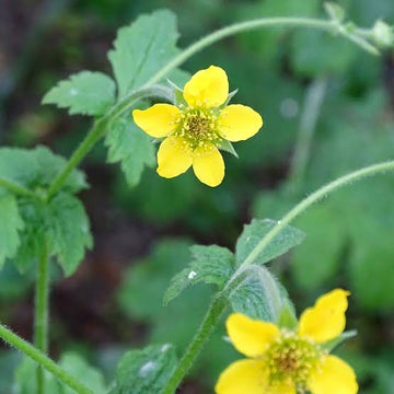 Avens Geum urbanum botanical seeds for home gardening