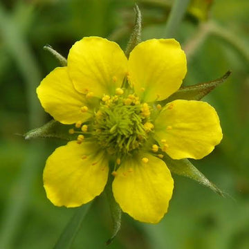 Avens Geum urbanum Seeds for Herb Gardens, Botanical Planting Projects and Natural Garden Landscapes