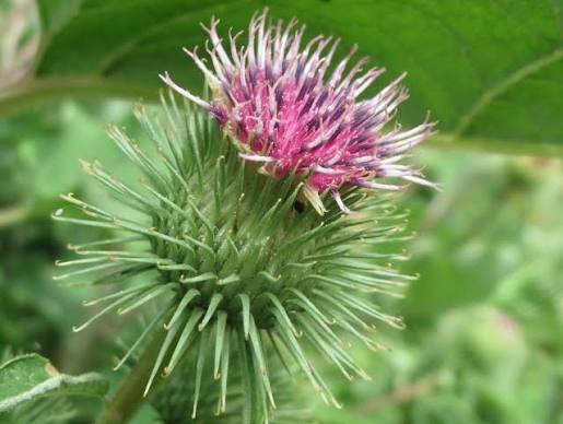 Japanese Gobo Burdock Seeds, Arctium lappa for Herb and Vegetable Gardens