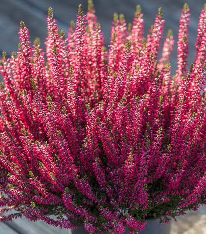 Heather, Calluna vulgaris Seeds for Natural Flower Gardens