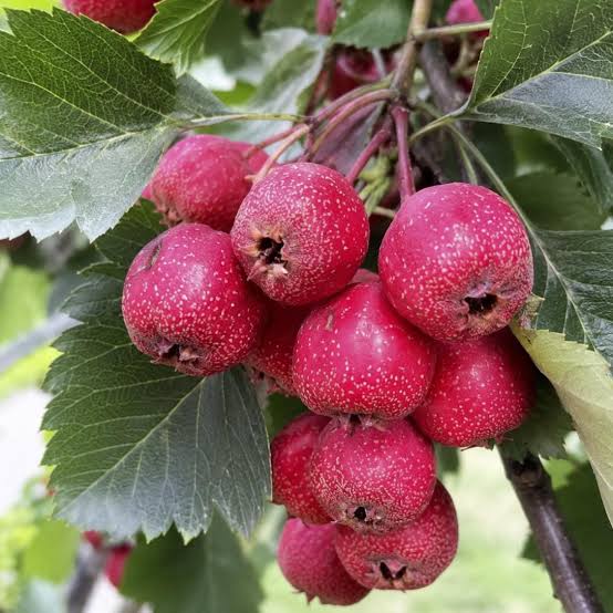 Chinese Hawthorn Crataegus pinnatifida Shan Zha tree with green lobed leaves and red fruit