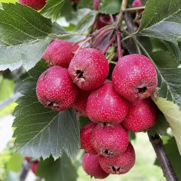 Chinese Hawthorn Crataegus pinnatifida Shan Zha tree with green lobed leaves and red fruit