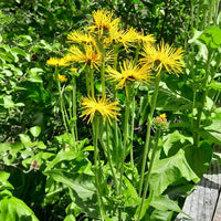Essential Medicinals Elecampane product packaging with the product name clearly displayed.