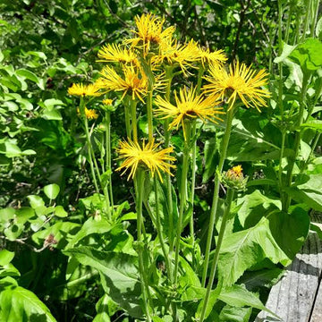 Essential Medicinals Elecampane product packaging with the product name clearly displayed.