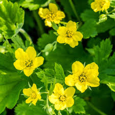 Geum urbanum Avens seeds for home gardening and botanical collections