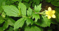 Geum urbanum perennial plant with green foliage and yellow flowers