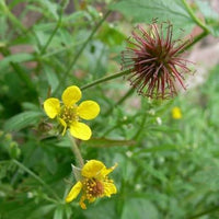 Common Avens Geum urbanum seeds for garden planting