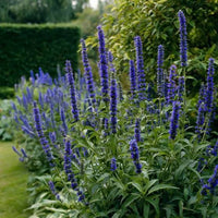 Hyssopus officinalis hyssop herb plant with narrow green leaves and blue-violet flower clusters growing in a garden