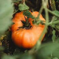 Dr. Wyche’s Yellow Tomato – Heirloom Vegetable Seeds