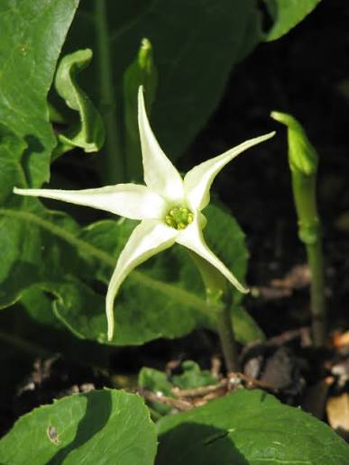 Jaborosa sativa Flowering Plant Seeds for Botanical Collections