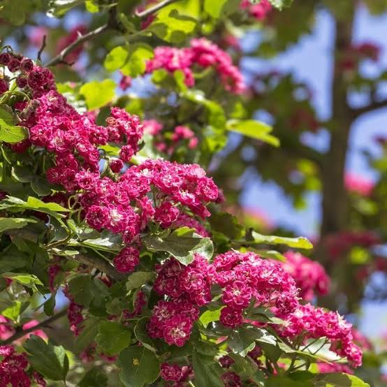 English Hawthorn Crataegus laevigata flowering tree with green lobed leaves, white blossoms, thorny branches, and red autumn haws