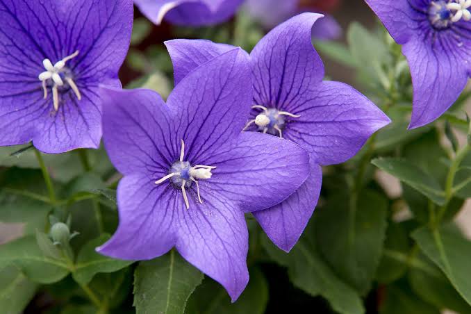 Balloonflower Platycodon grandiflorus Seeds for Ornamental Gardens, Mixed Flower Borders and Decorative Outdoor Garden Landscapes