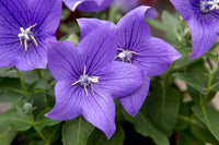 Balloonflower Platycodon grandiflorus Seeds for Ornamental Gardens, Mixed Flower Borders and Decorative Outdoor Garden Landscapes