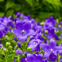 Balloonflower plant with balloon-shaped buds and star-shaped flowers