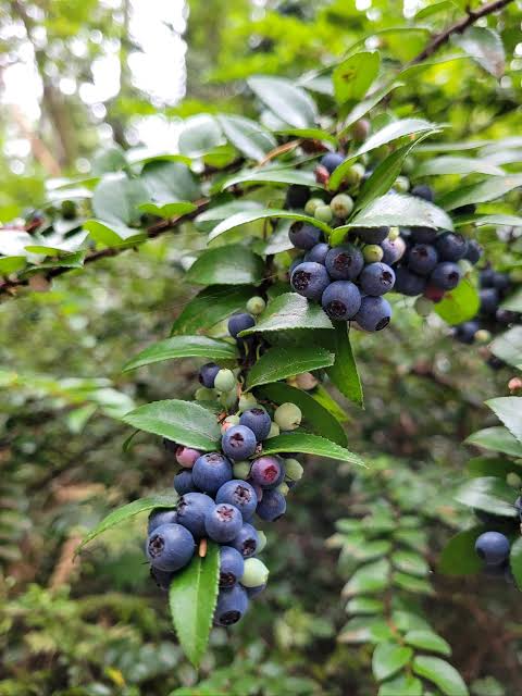 Evergreen Huckleberry Shrub Seeds – Vaccinium ovatum for Edible Landscape Gardens