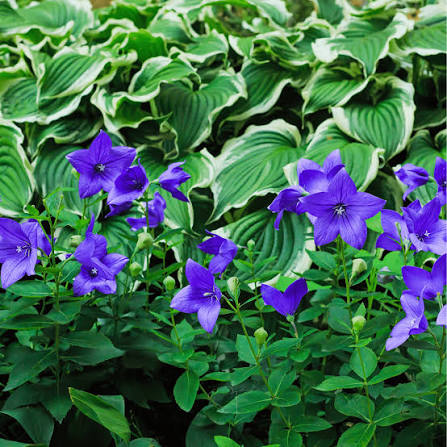 Balloon Flower Platycodon grandiflorus seeds for ornamental gardening