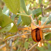 Jojoba Simmondsia chinensis evergreen desert shrub with dense woody branches and leathery gray-green oval leaves in a drought-tolerant landscape