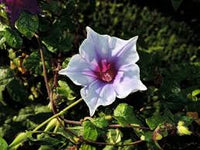 Kikyo Okina Sora – Garden Flower Seeds