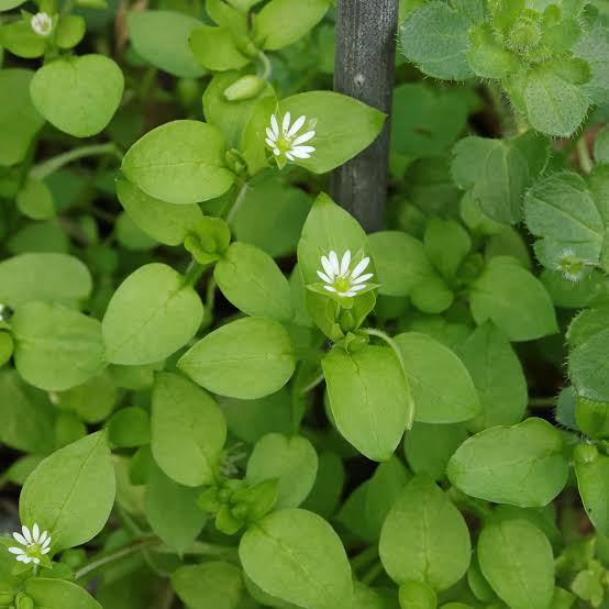 Common Chickweed herbaceous plant growing with spreading stems and white flowers in a garden setting