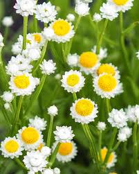 Ammobium Alatum Grandiflorum – Hardy Garden Flower Seeds