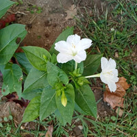 Organic White Four O'Clock (Mirabilis jalapa) flowering plant with lush green foliage and elegant white trumpet-shaped flowers opening during late afternoon in an ornamental garden.