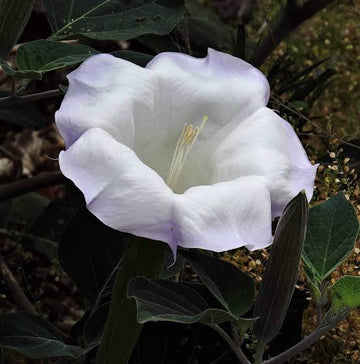 Datura ceratocaula botanical garden seeds for plant cultivation