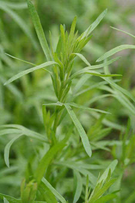 Russian Tarragon herb seeds for container planting and garden beds
