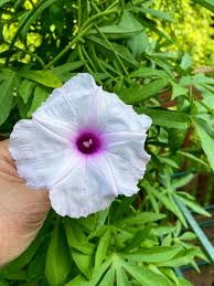 Caudiciform Morning Glory – Garden Flower Seeds