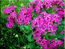 Catchfly Non-So-Pretty Silene Armeria – Hardy Garden Flower Seeds