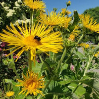 Elecampane perennial flowering herb growing upright with green foliage and bright yellow blooms in a garden.