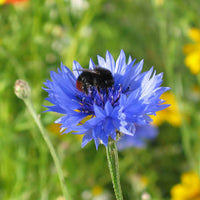 Centaurea cyanus dark blue cornflower blooms with delicate fringed petals