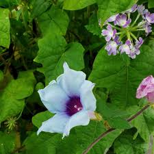 Kikyo Blue Silk – Garden Flower Seeds