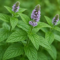 Mentha longifolia Arabian Mint seeds for aromatic herb gardening