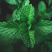 Peppermint herb seeds for garden beds and container planting