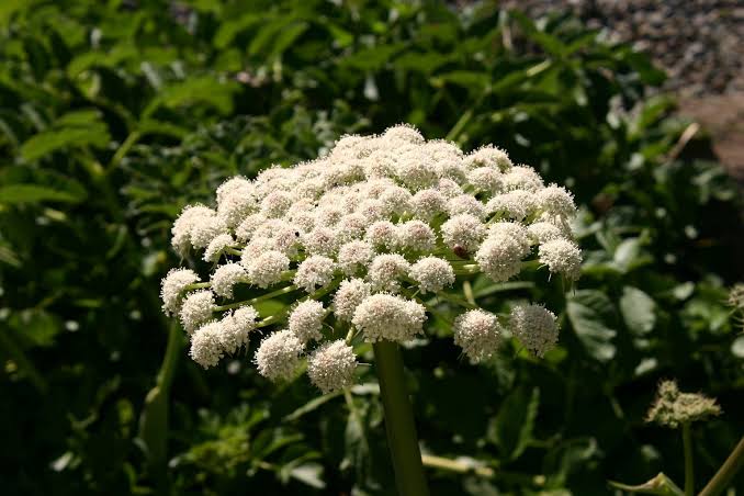 Pimpinella anisum Anise Herb Seeds for Culinary Gardens, Home Gardening Projects, Herb Collections, and Natural Garden Landscapes